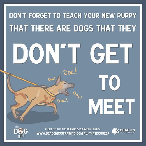 Teach A Puppy About Not Meeting Dogs