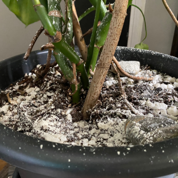 Diatomaceous earth to fight thrips on monstera