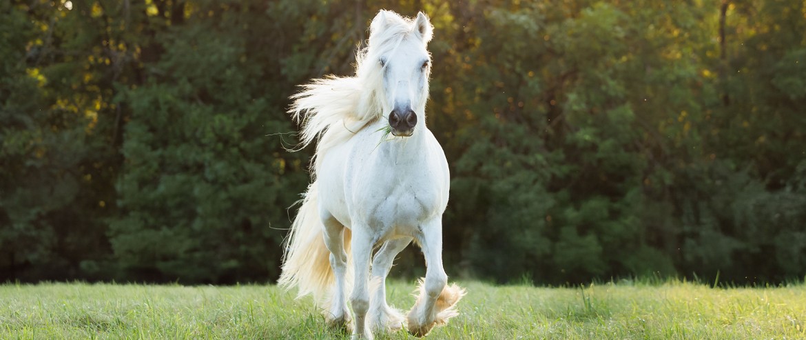 Horses are highly communicative and social, forming strong bonds with humans and other horses alike.
