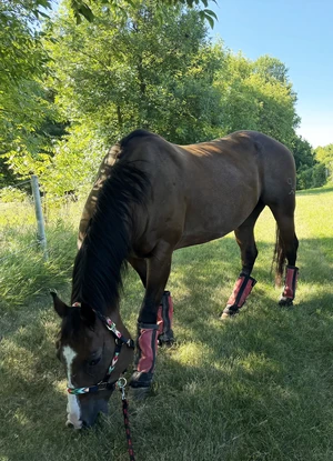 Macintosh rescue horse.