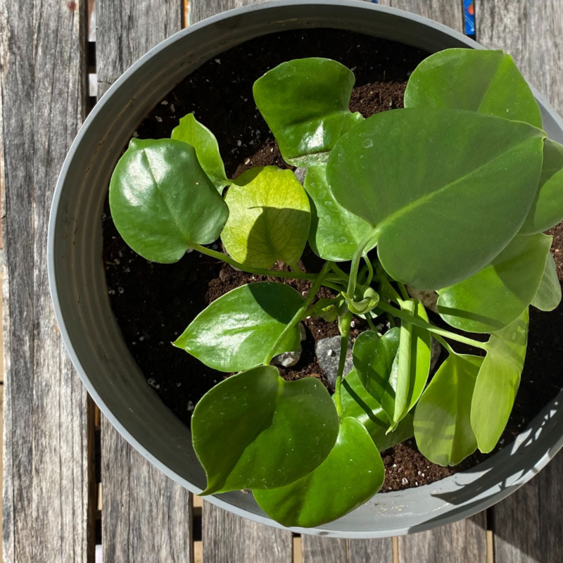Baby Monstera Delciosa