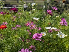 image ID dd12aee6 2a21 43ea e965 eb787e72f59f