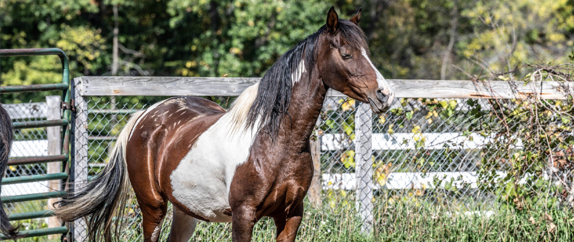 The Herd | Copper Bowl Ranch
