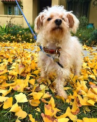 Neighborhood walks by Happy Puppy L.A. for dogs boarding at Puppyland