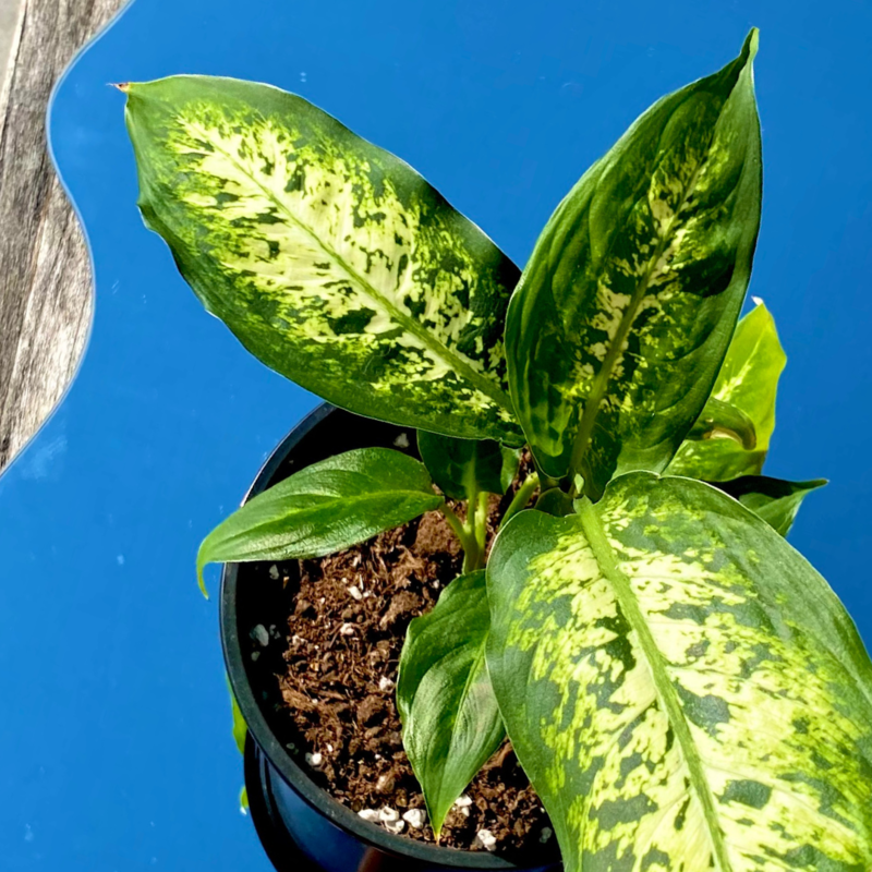 Dieffenbachia seguine