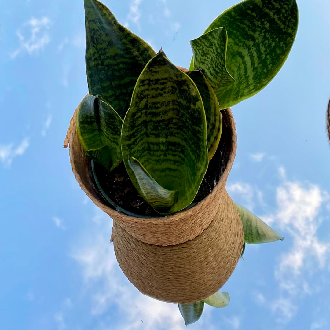 Caring for House Plants in Ottawa 3 Easy Plants for Beginners