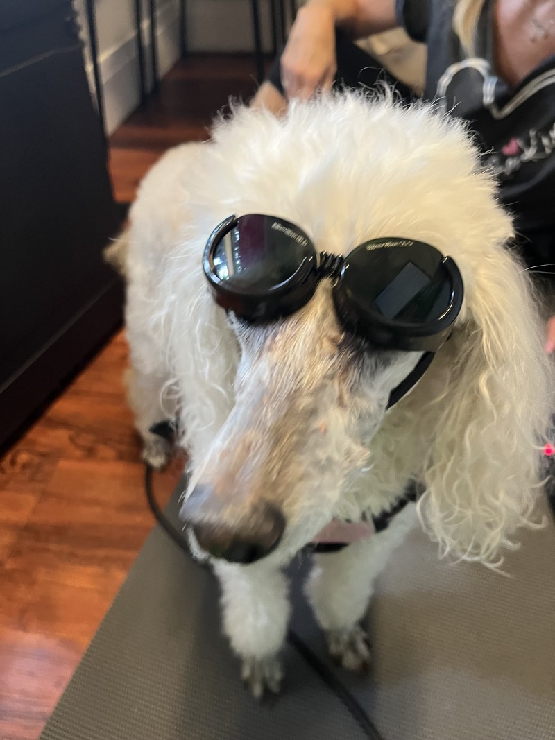 Lulu (Thornhill) - Anal sacculitis - Laser Therapy