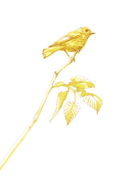 Yellow Warbler a Beaver Pond, acrylic ink and watercolour on 140lb hot press paper, 14x20in