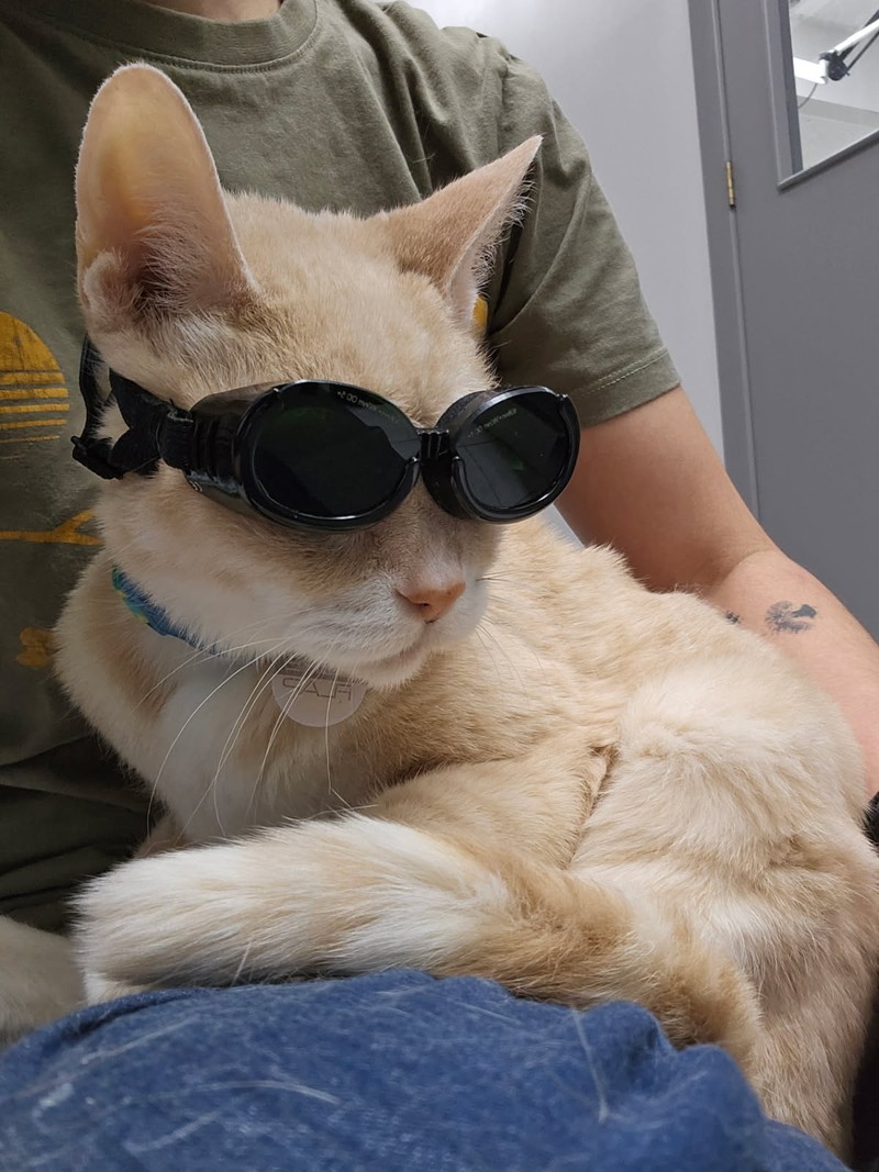 Benson (Etobicoke)- Arthritis- Laser Therapy, Acupuncture