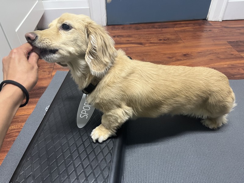 Luna (Thornhill)- Neck injury, knee injury, back injury- Laser therapy, Therapeutic Exercises, Acupuncture