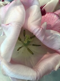 Delicious Rose
