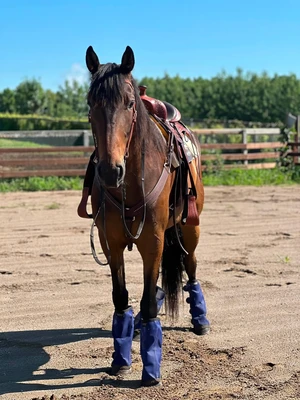 Cleo rescue horse.