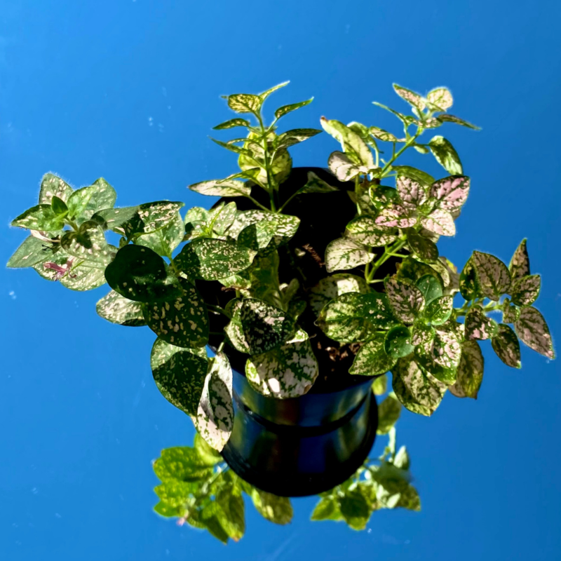 pink polka dot plant