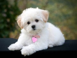 picture of puppy and kitten touching noses