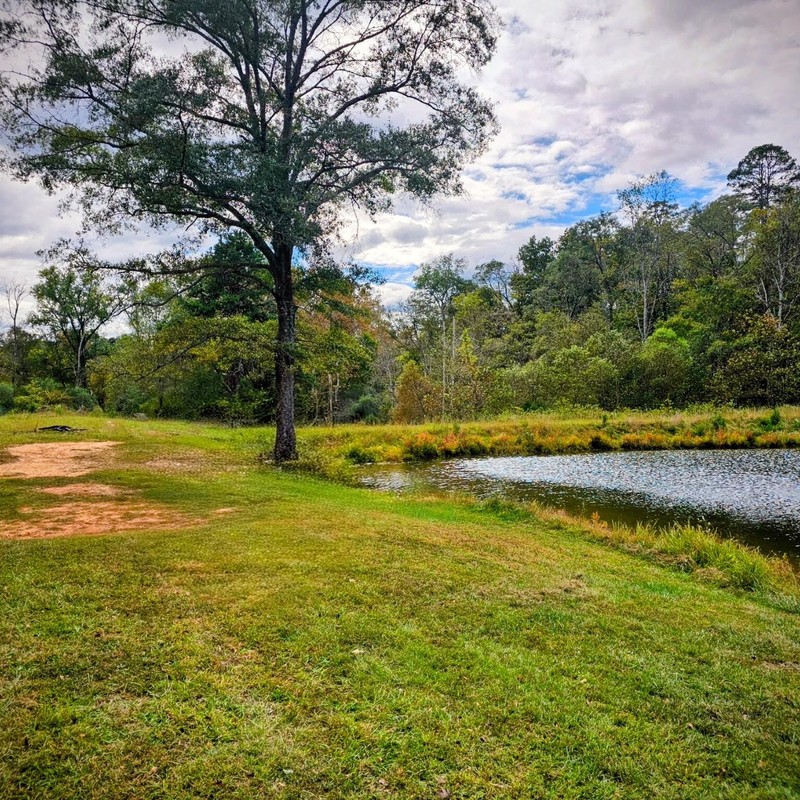 Scenic lakeside path with majestic trees and lush green grass, showcasing the natural beauty and tranquility of the campus grounds