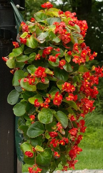 Flowers in pouch