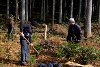 Schweiz - there for trees Waldprojekt