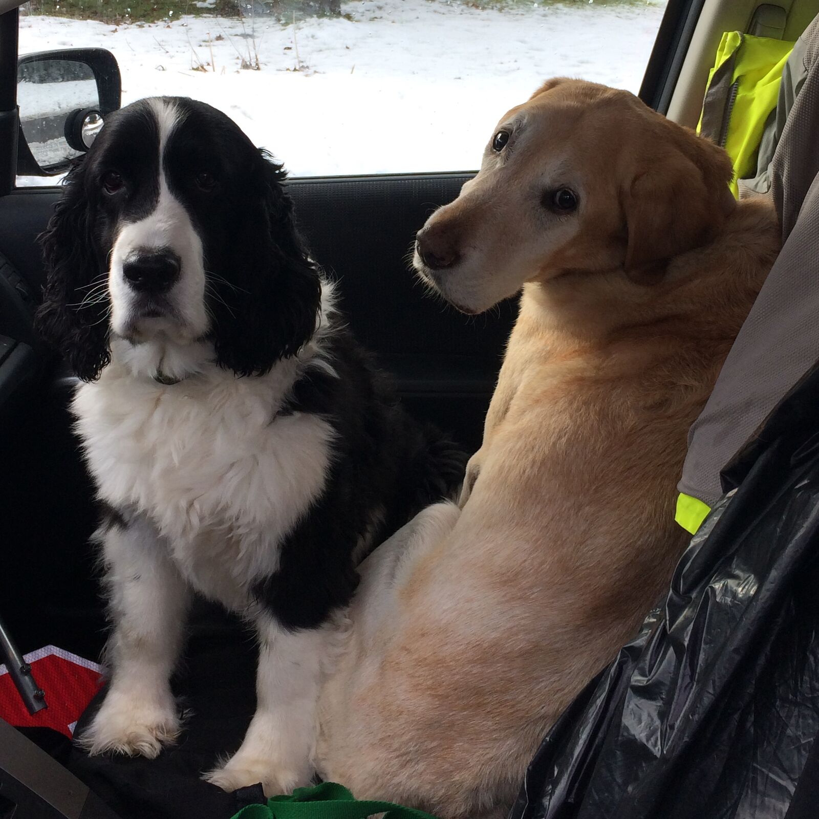 Unleash Your Paws Ottawa Dog Walking Service