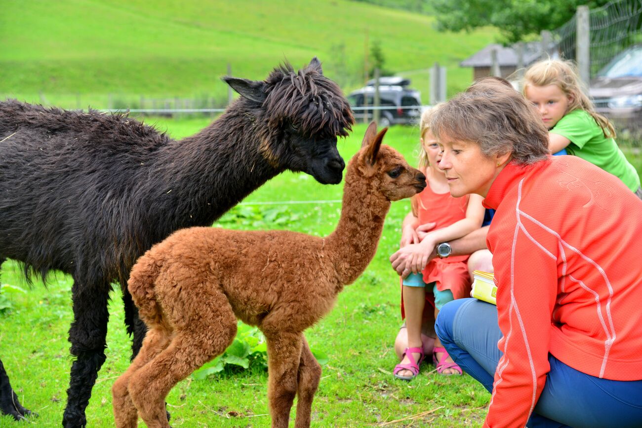 ? Begegnung Lamas & Alpakas Ferleiten | Auszeit mit Tieren in der Natur