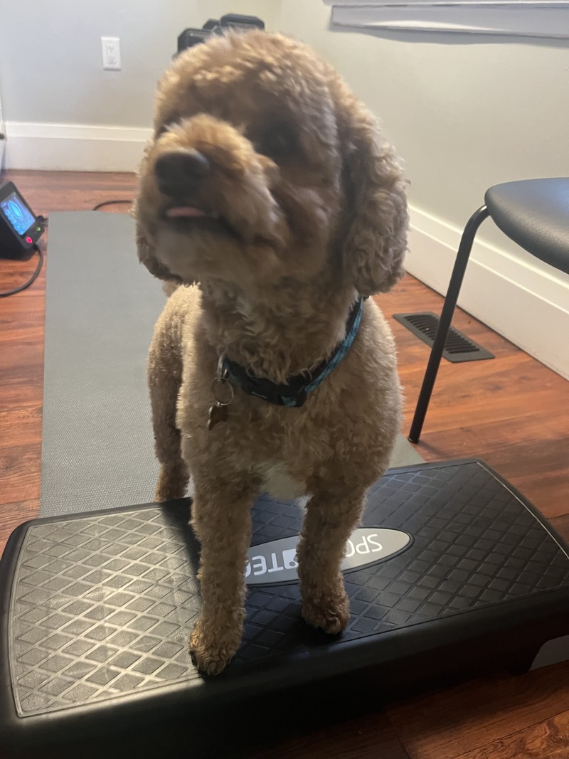 Apollo (Thornhill) - CCL Rupture, Extracapsular repair (Ex-Cap) - Laser Therapy, Therapeutic Exercises