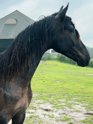 Cleo rescue horse.