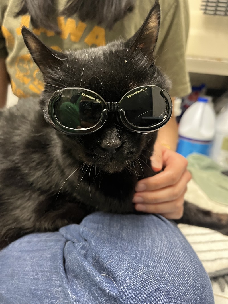 Sybil (Etobicoke)- Arthritis - Laser Therapy, Acupuncture