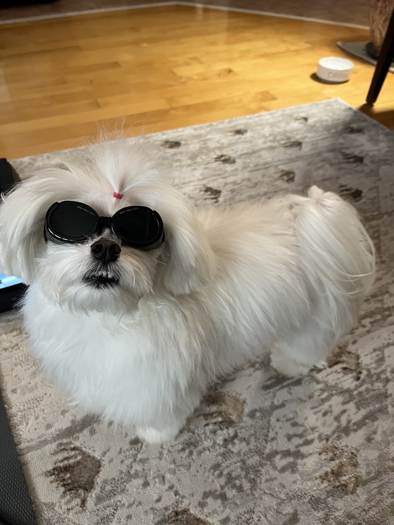 Lucky (Thornhill)- MPL surgery- Laser therapy, Therapeutic Exercises