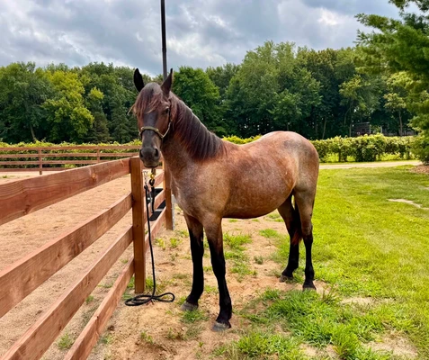 Cleo rescue horse.