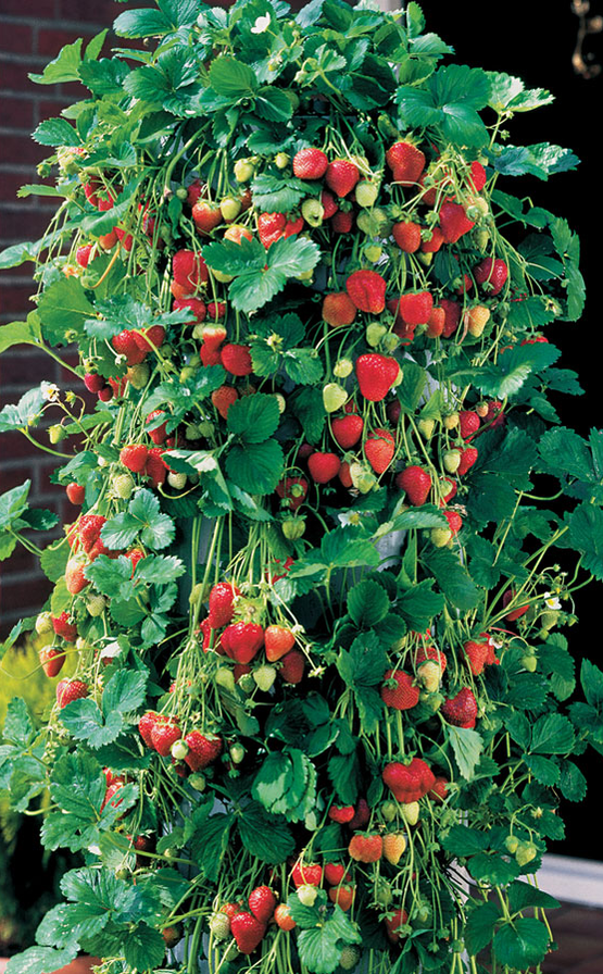 Strawberry crop 2