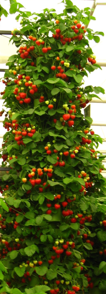 Strawberry crop 1