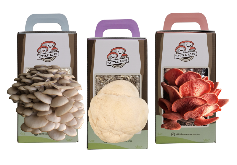 Mushroom Kit Australia Growing Mushrooms at Home Little Acre