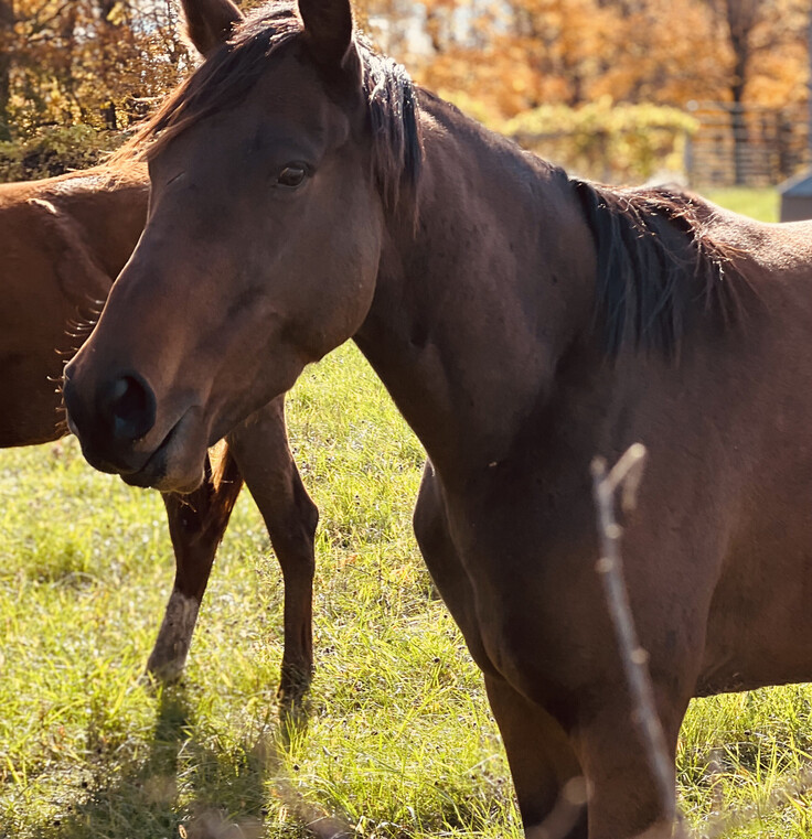 Equine Co-op | Copper Bowl Ranch
