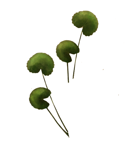 A coloured drawing of Gotu Kola leaves.