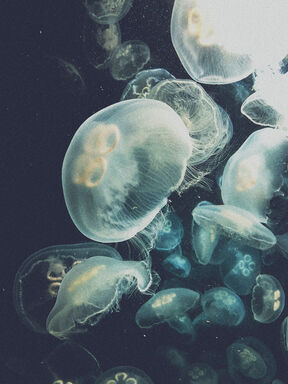 jellyfish