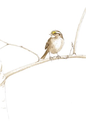 White Throated Sparrow by Mark Stephenson, acrylic ink and watercolour on 140lb hot press paper, 14x20in