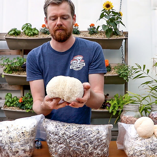 Mushroom Gourmet Mushroom Growing Courses Little Acre