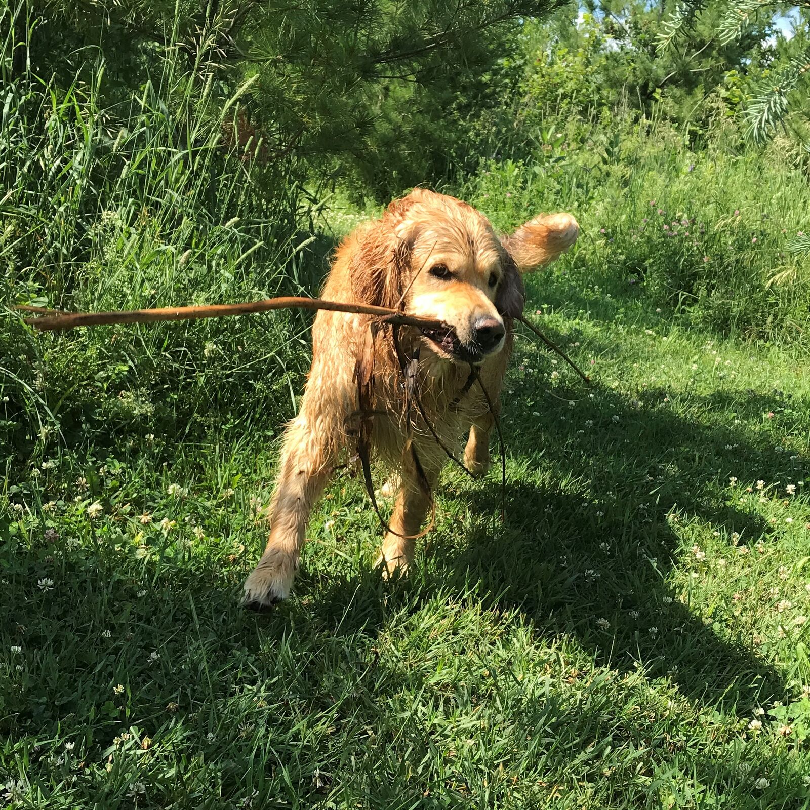 Unleash Your Paws Ottawa Dog Walking Service