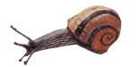 INSECTS