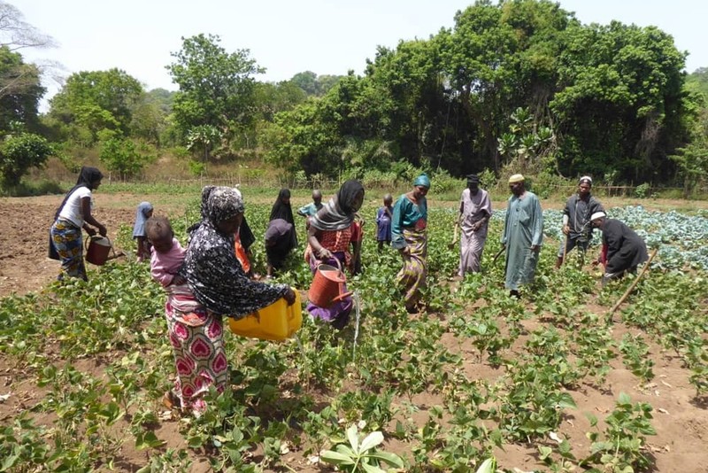Guinea - Solidarité Suisse-Guinée - Souloudji_Cooperative_Champ
