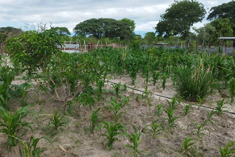 Namibia – Verein Freunde von Dipupo - Garten