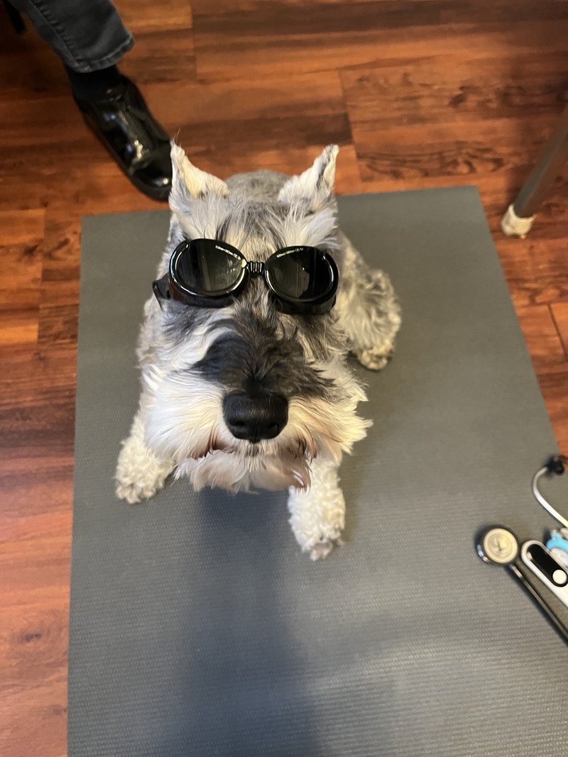 Rogan (Thornhill) - Anal sacculitis - Laser Therapy