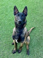 Cute 5-month-old male, pure-bred Belgian Malinois, pulled from Castaic Animal Shelter. Sibling to Winchester.