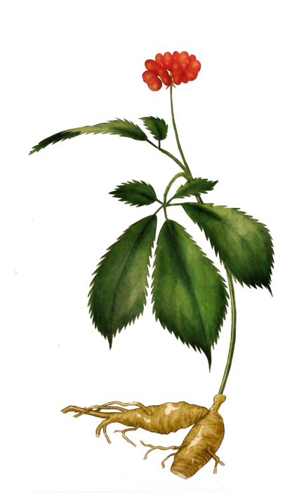 A coloured drawing of a Panax Ginseng flower, leaves and root. Ginseng can improve memory and sleep quality.