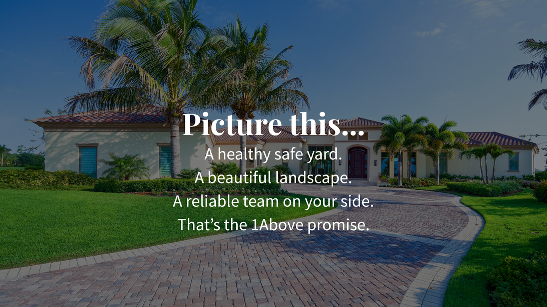 Picture of a healthy safe yard with beautiful landscaping that was completed by a reliable team that's on your side. That is the 1 Above Tree and Landscaping promise.