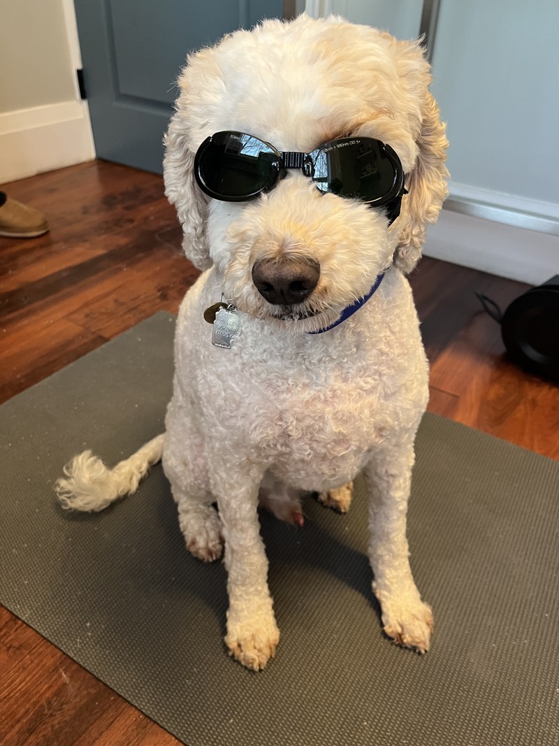 Sulley (Thornhill)- CCL injury - Laser therapy, Acupuncture