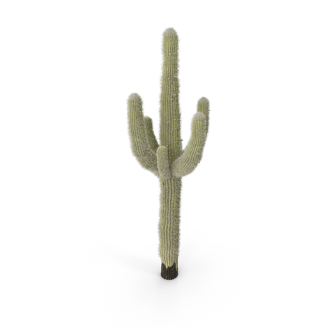 Desert Cactus.G03.2k