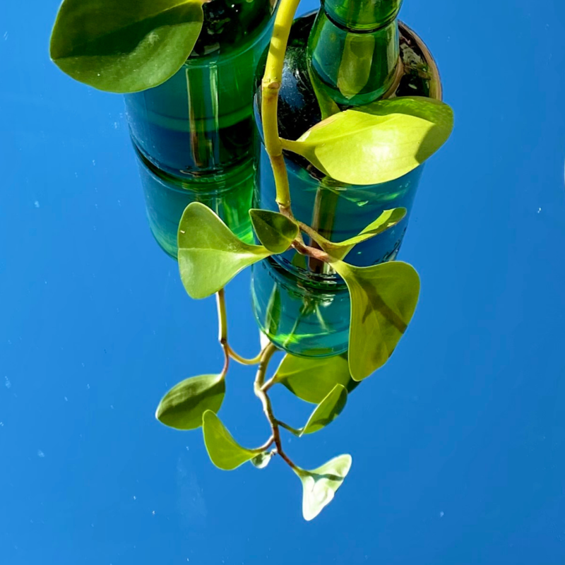 Jade Plant