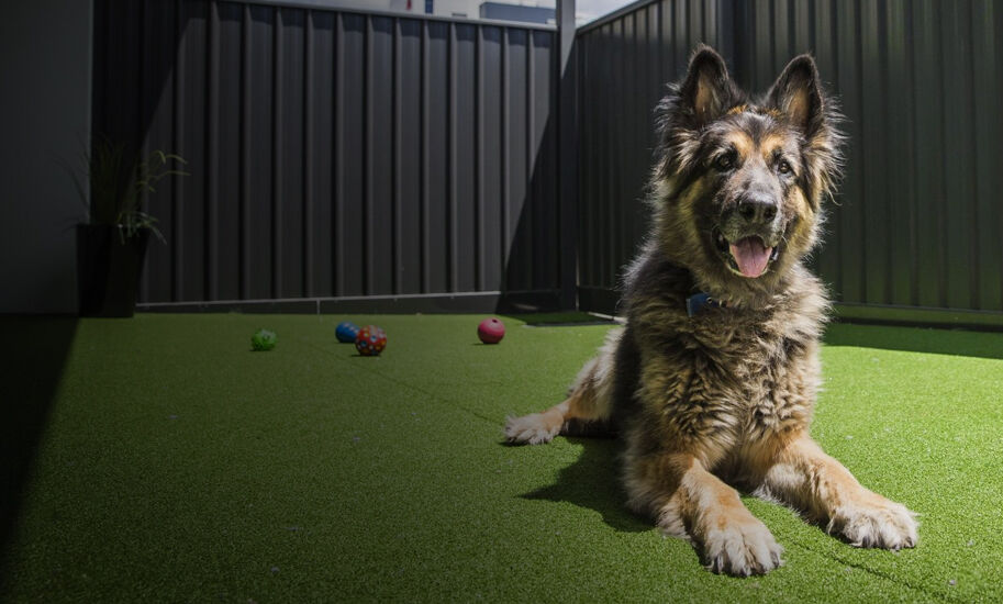 Board and Train Beacon Dog Training Gold Coast