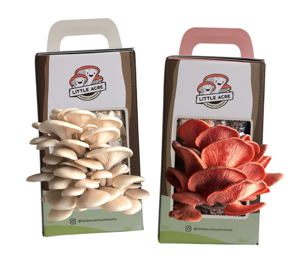 Mushroom Kit Australia Growing Mushrooms at Home Little Acre