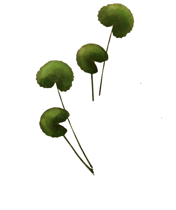 A coloured drawing of Gotu Kola leaves. Gotu Kola can improve cognitive performance.